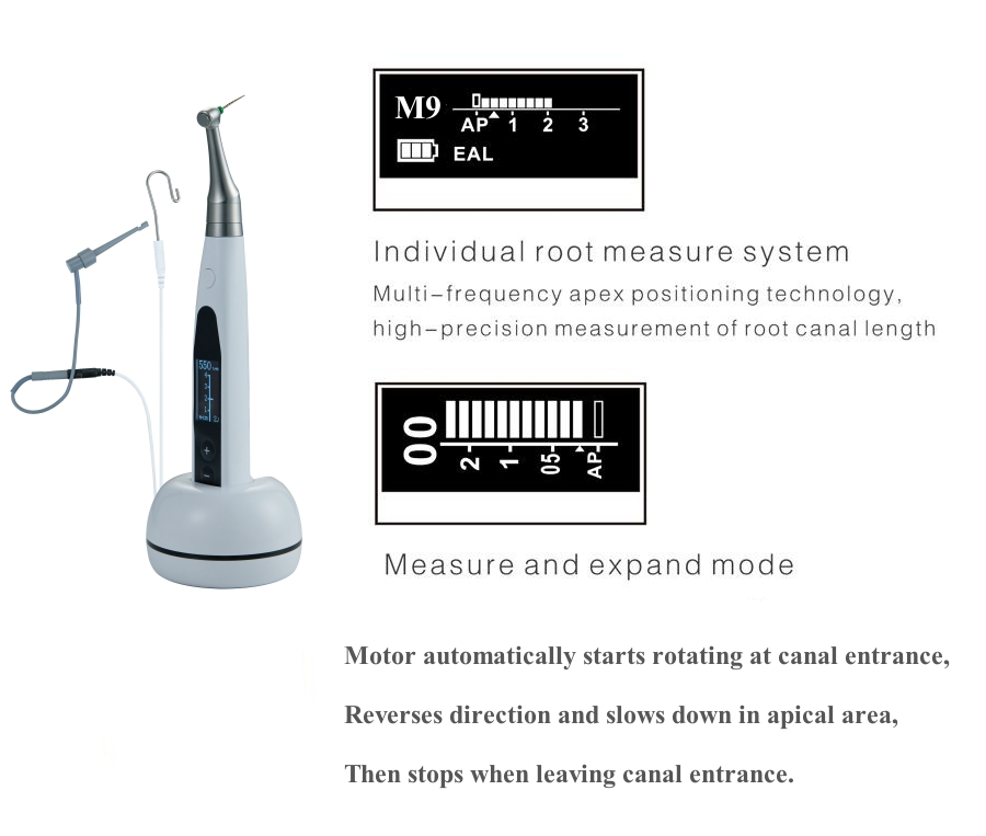 root canal apical measuring and expanding model works together
