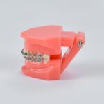 Orthodontist communicate with patient model