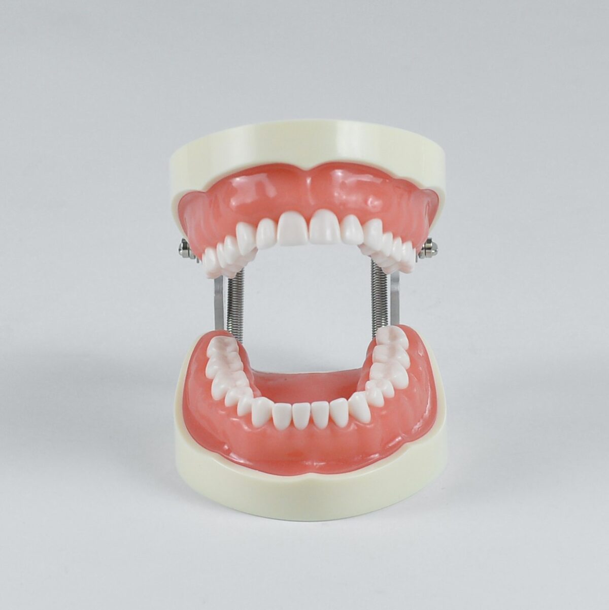 32 adult dentoform tooth model