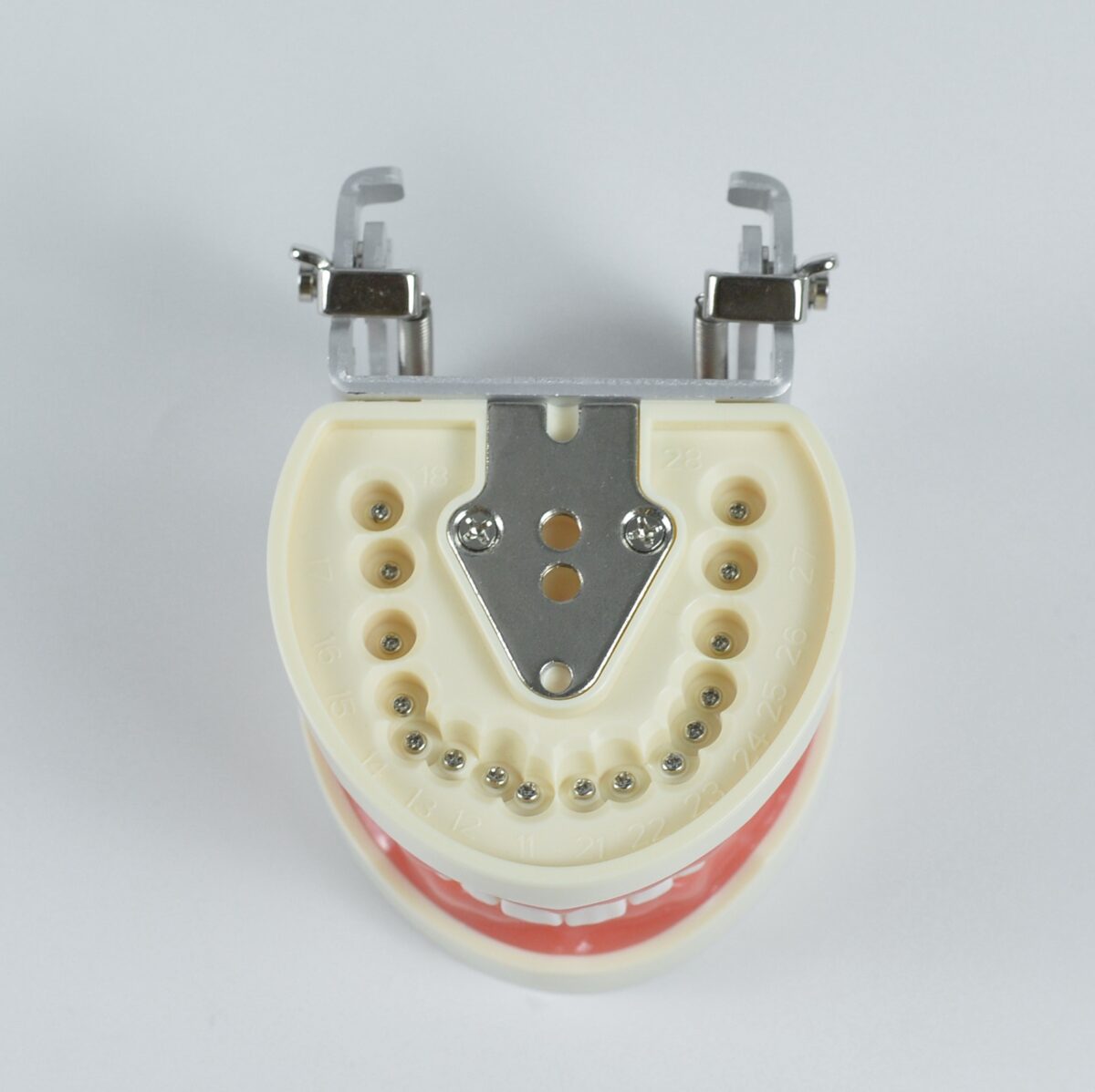 32pcs tooth typodont models