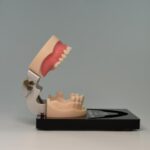 Dental Training Model