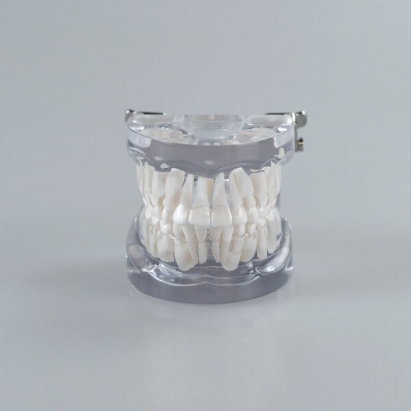 Mixed dentition dental model