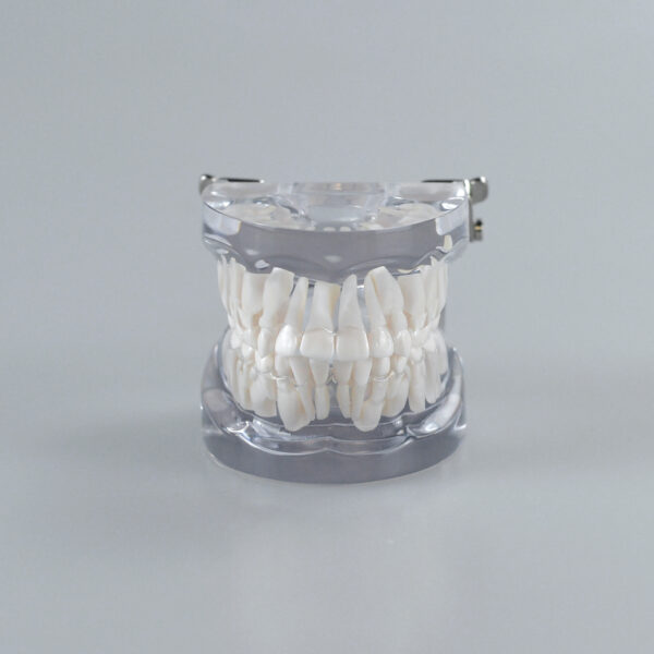 Mixed Dentition Model, $34.00, August 2024 - Dental Lab Shop