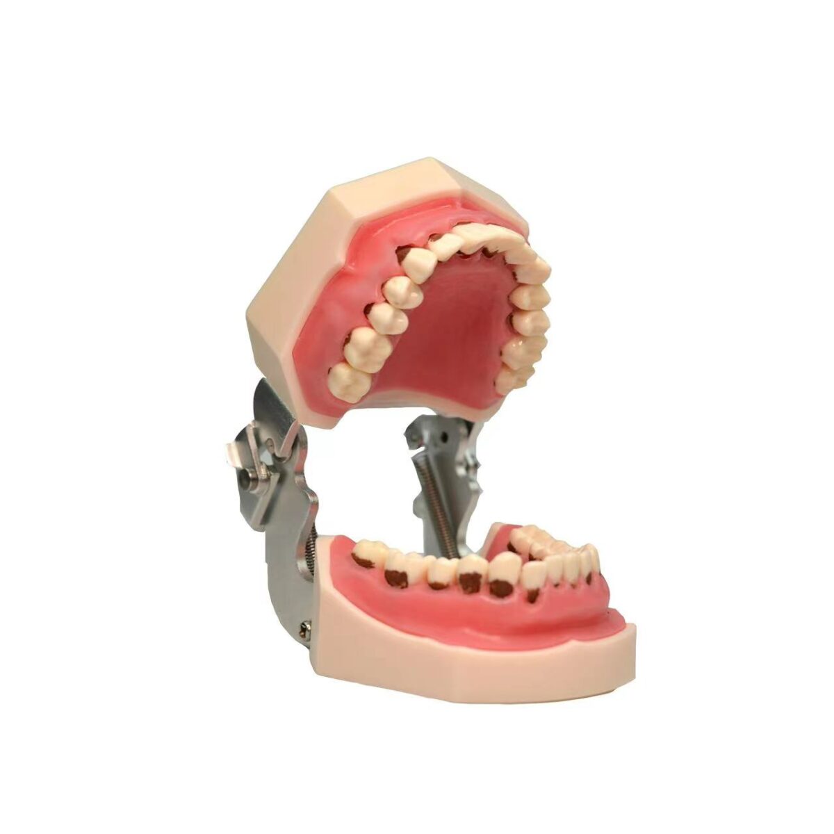 dental calculus training model