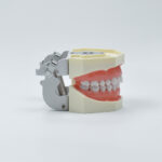 dental tooth preparation model
