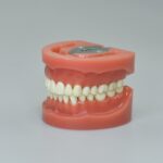 hard gingiva teeth model