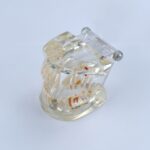 implant tooth model for education