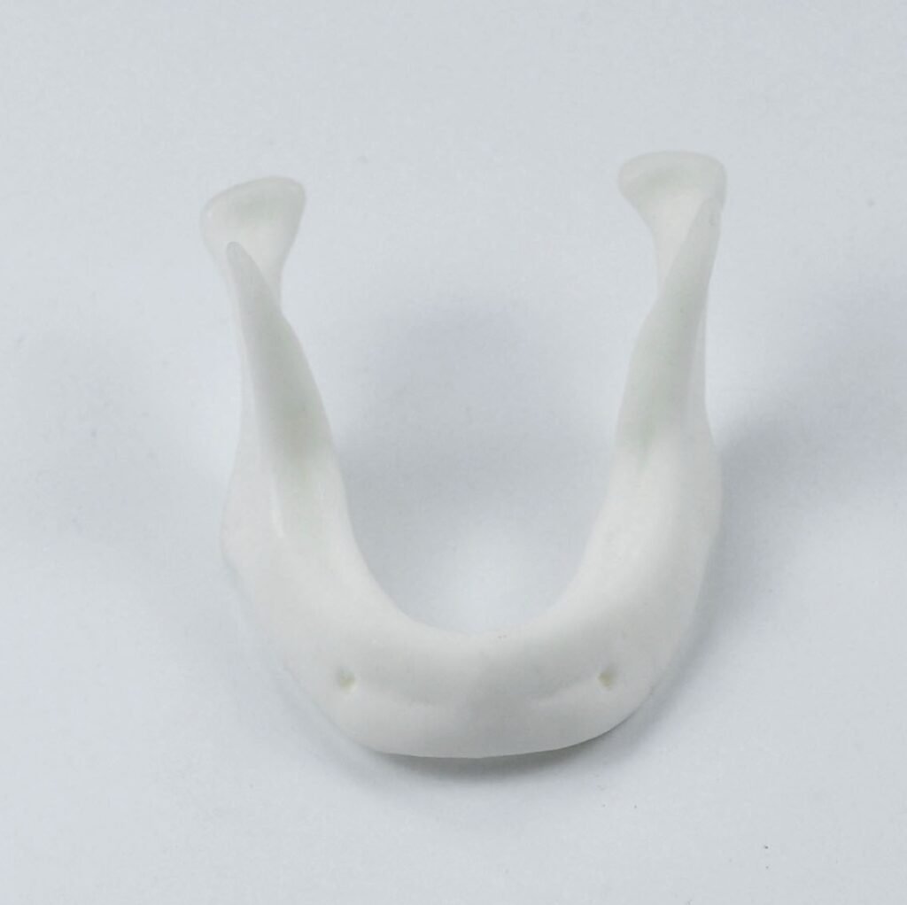 mandible model for implant drilling training