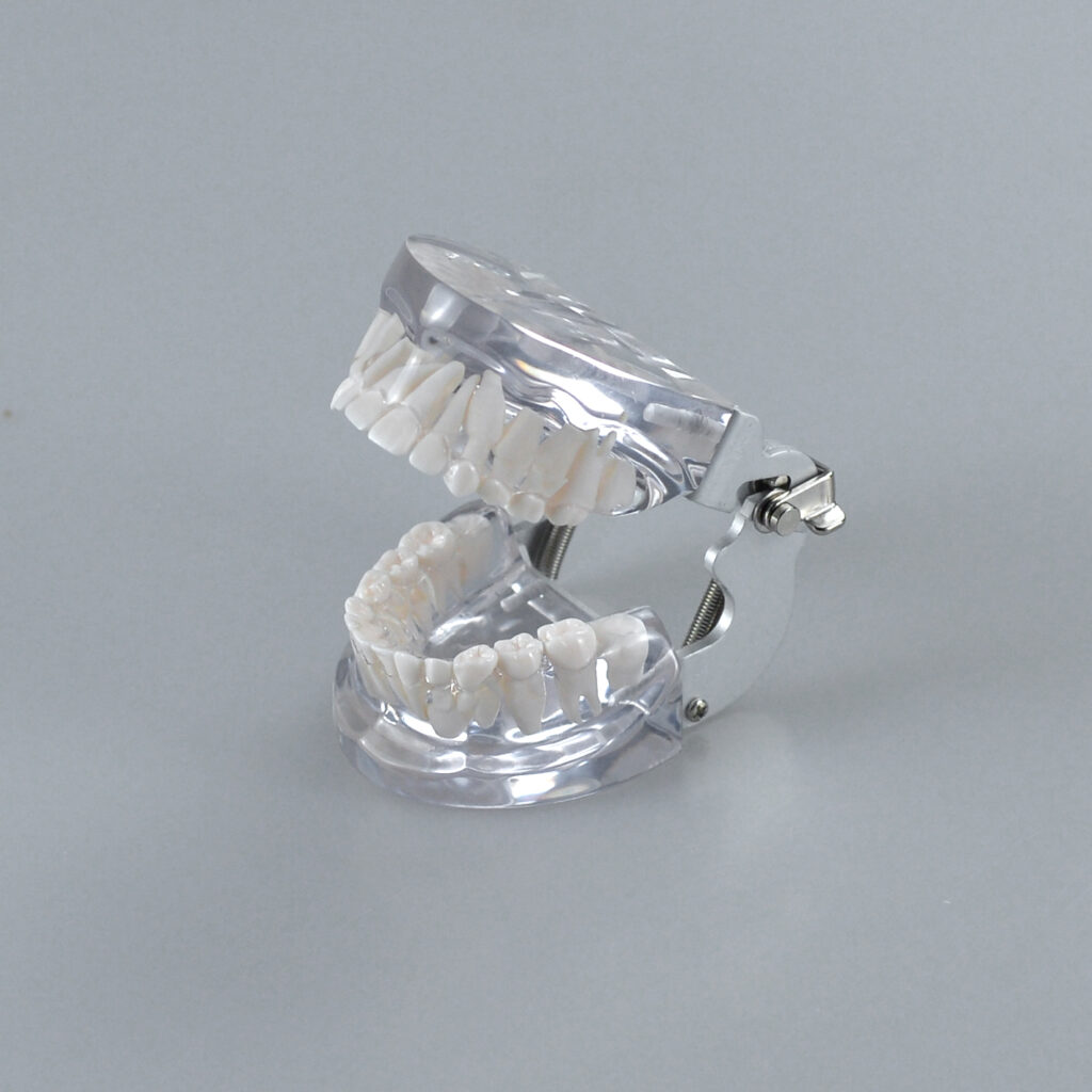 Mixed Dentition Model, $34.00, August 2024 - Dental Lab Shop