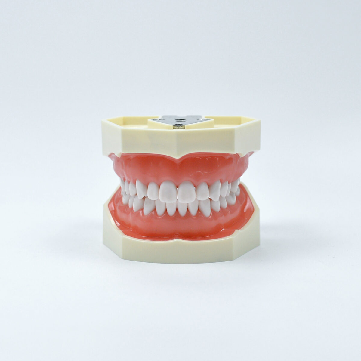 standard 28 teeth preparation model