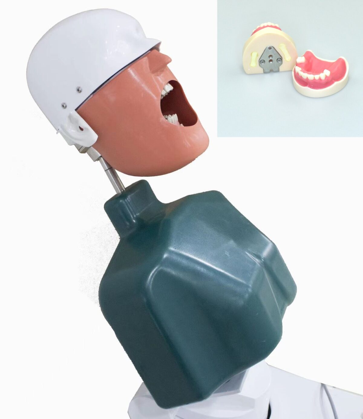 training dental model for manikin phantom head