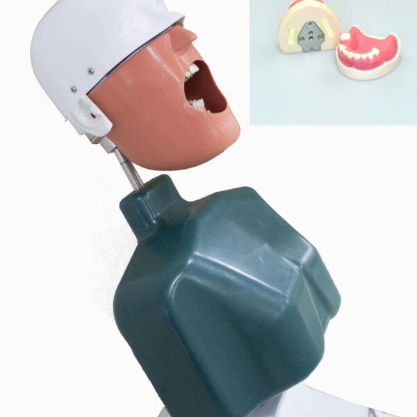 training dental model for manikin phantom head