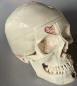 anatomy dental skull model