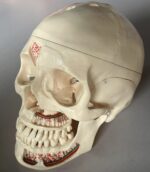 dental skull teaching model