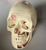 medical teaching skull