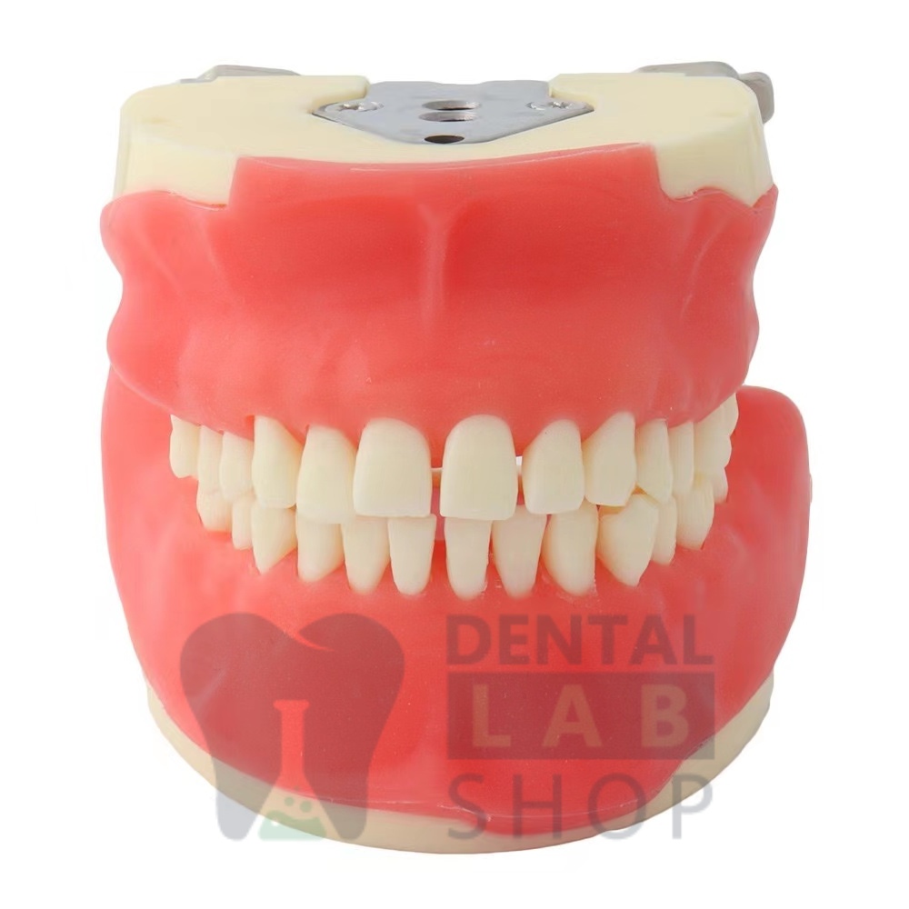 oral surgery teeth model for dental student