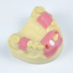 oral surgery trainning model
