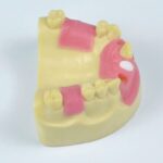 surgical dental jaw model