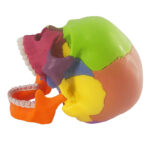 Educational PVC skull skeleton model for medical schools